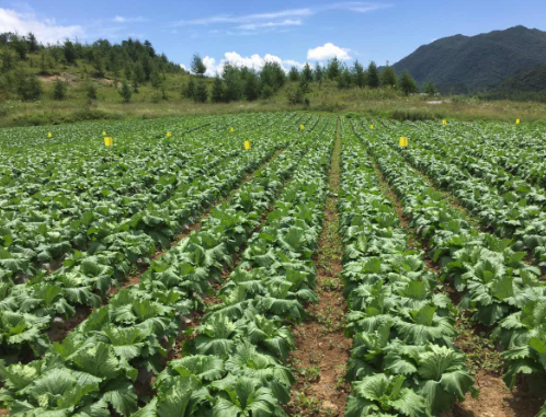 广南县蔬菜产业发展现存问题及其对策分析