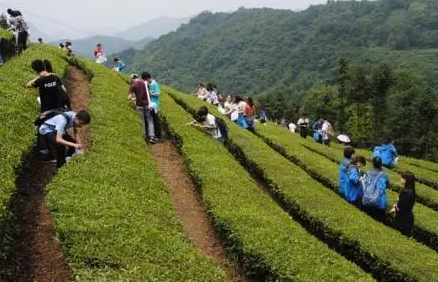 茶文化旅游与茶业经济发展研究