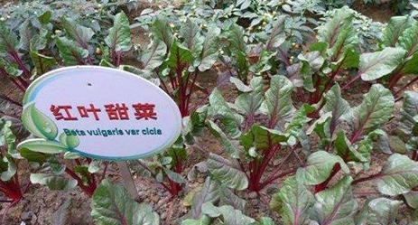 内蒙古甜菜种植与比较效益调查分析