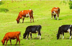 草食家畜在南方草地农业生产中的作用