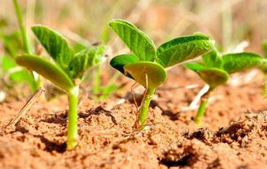 种植业结构优化的系统动力学方法研究