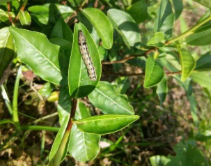 茶叶虫害防治中虫生真菌的应用探讨