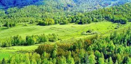 关于生态环境保护下的林业经济发展探讨