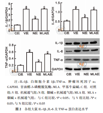 活化α7烟碱型乙酰胆碱受体对呼吸机与大鼠的保护机制研究