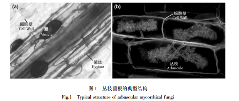 浅析丛枝菌根共生的生态学意义