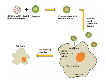 外泌体作为疾病诊断标志物及药物载体的应用前景