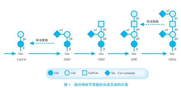 糖鞘脂的生物学功能及相关药物开发研究