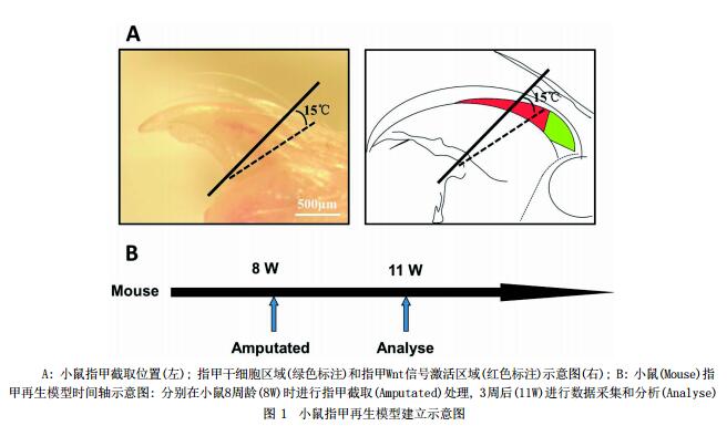 小鼠指甲再生模型建立方法的探索