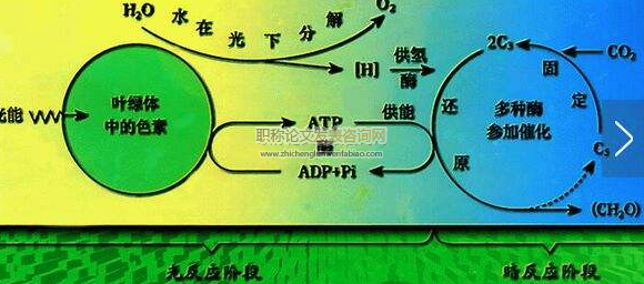 新高考下如何提高生物学科素养