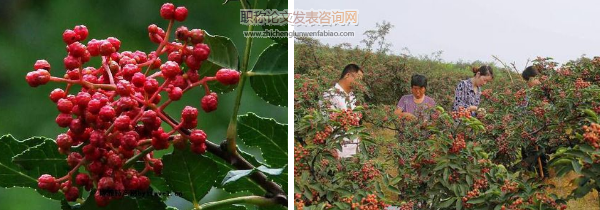 大寨镇花椒林下蔬菜种植技术探索