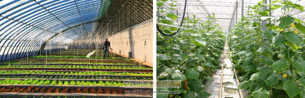 内蒙古大棚蔬菜种植技术及病虫害防治