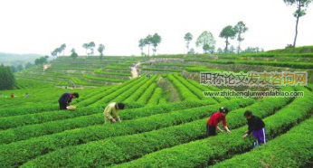 乡镇茶叶产业化对茶农参与绿色农业融资的影响