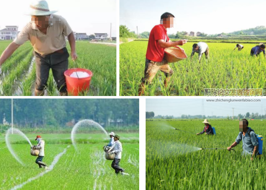 氮肥运筹和移栽密度对水稻产量和品质形成的影响