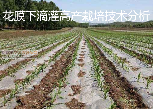 花膜下滴灌高产栽培技术分析