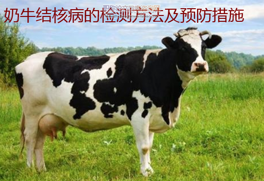 奶牛结核病的检测方法及预防措施