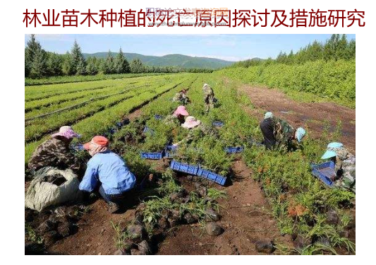 林业苗木种植的死亡原因探讨及措施研究