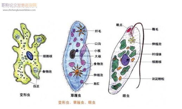  高中生物聪慧课堂拓展活动剖析