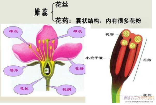 例谈高中生物学理解记忆策略