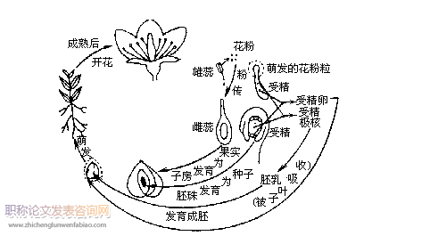 高中生物新课程多媒体教学的运用