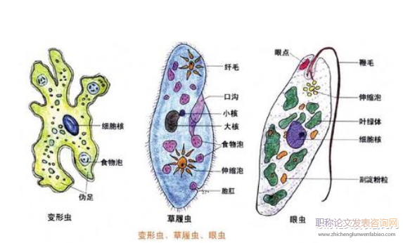 探讨新课改下高中生物教学的有效策略