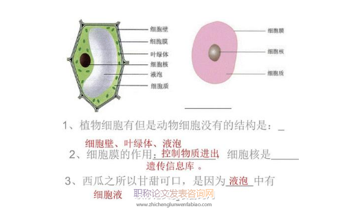 如何培养初中生生物学习的兴趣