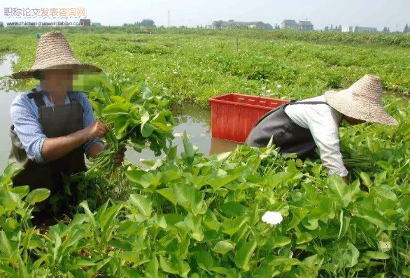 插旗村种植业现状及产业优化探究