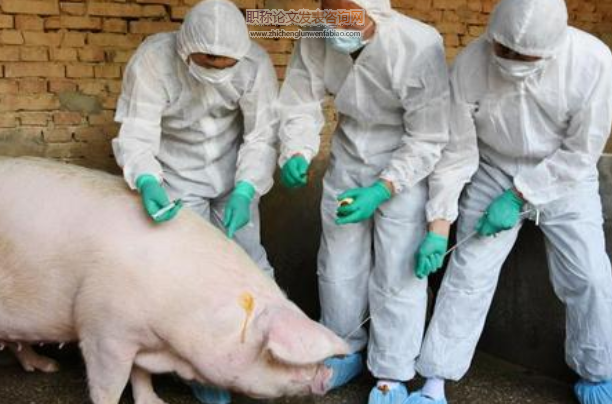 基层非洲猪瘟防控存在的问题及对策分析