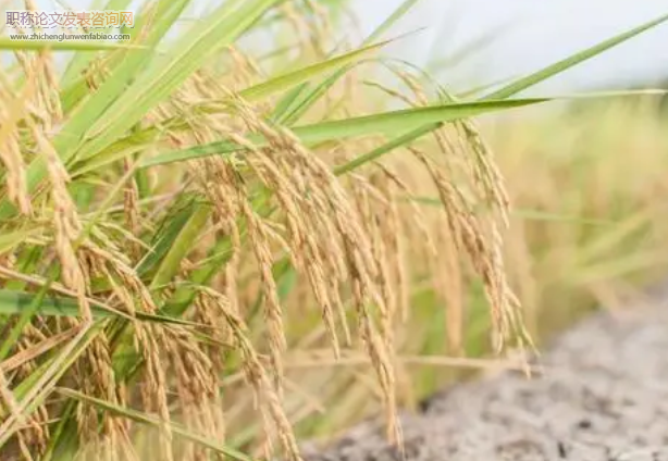 农户粮食种植技术选择意愿影响研究