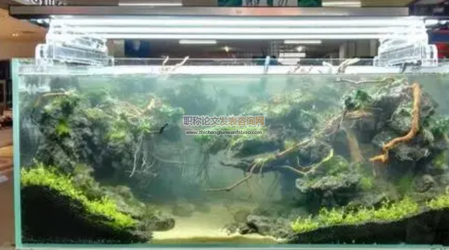 水族箱造景与日常维护