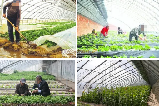 蔬菜大棚种植作业农民健康危险因素调查