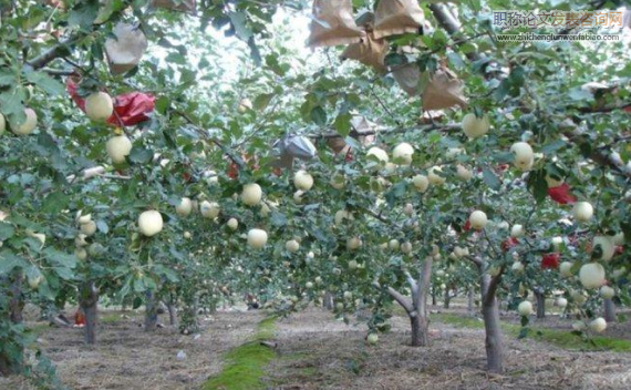 苹果中4种常用农药残留及其膳食暴露评估