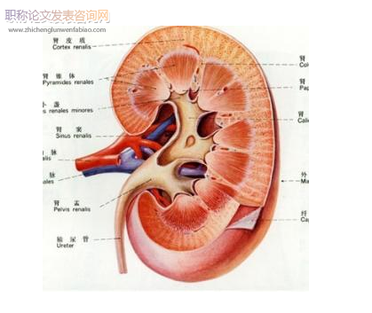 儿童肾盂输尿管成形术后不同引流方式的比较研究