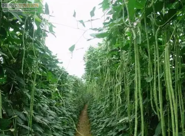 菜豆角（杂豆）施肥覆膜播种筑土联合作业机的设计研究