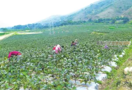 丽江种植冬早蔬菜技术要点