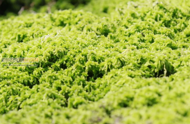 海花草种植技术研究与探讨