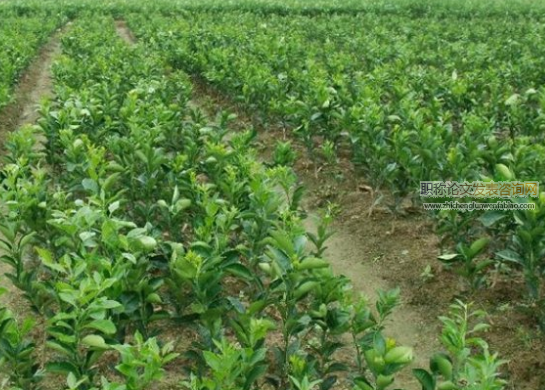 农业专家系统在武陵山片区油茶种植中的应用