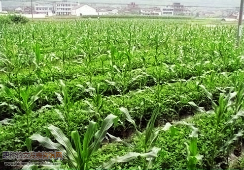 农作物科学种植及病虫草害防治技术探讨