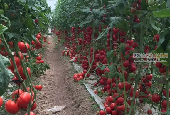 赣南地区蔬菜产业基本情况调研报告