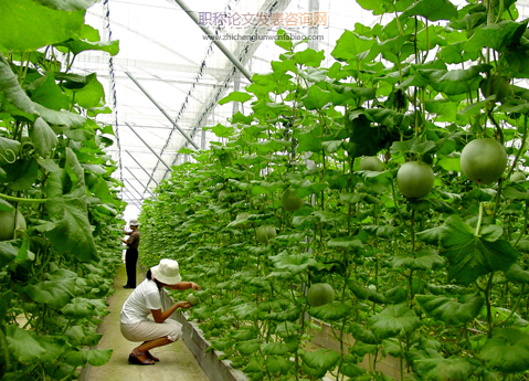 现代农业背景下蔬菜绿色种植管理技术要点