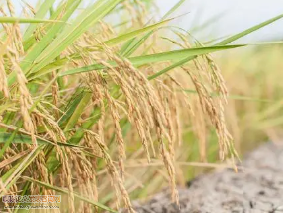 秋季连阴雨对中稻收获期的影响与对策探讨