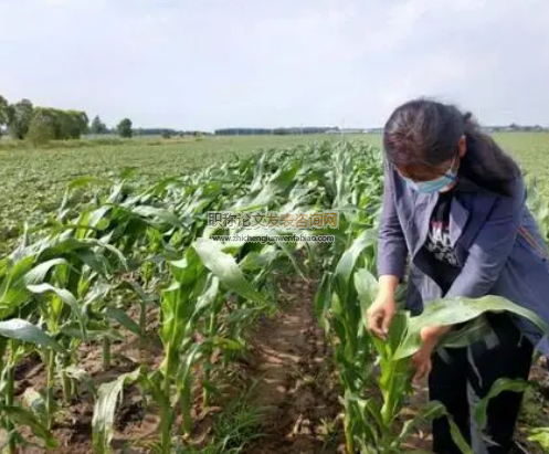 浅析农作物种植及病虫害防治技术