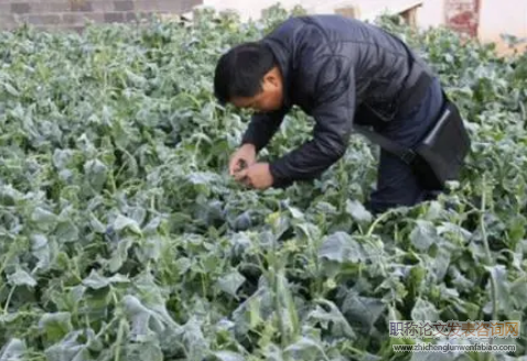 农作物科学种植与病虫害防治技术探析