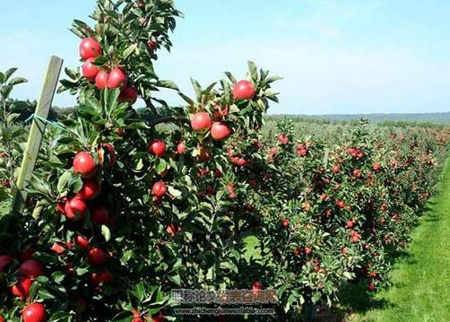 苹果树矮化密植栽培管理技术要点分析