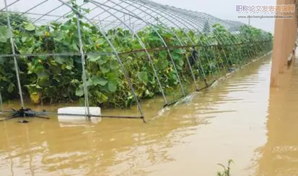 强降雨天气对农业生产的影响及应对措施浅析