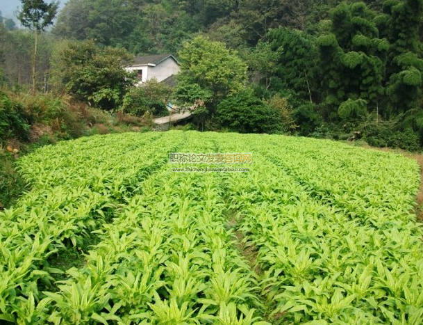 绿色农业种植技术推广对策