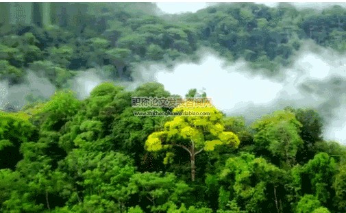 山东孔林三种植物群落物种多样性及动态研究