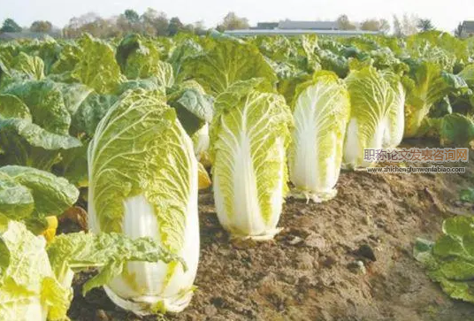 大白菜优质种植技术及病虫害防治技术