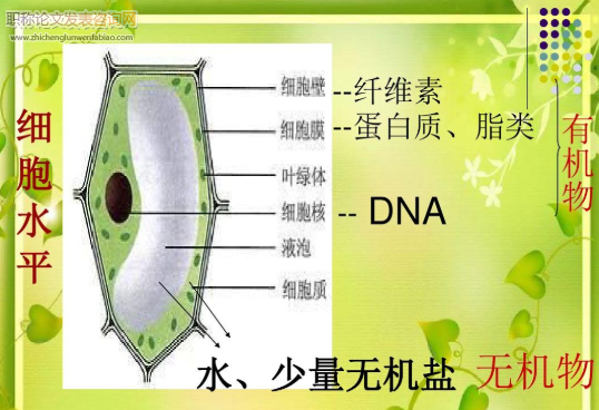 概念图在初中生物教学中的有效应用