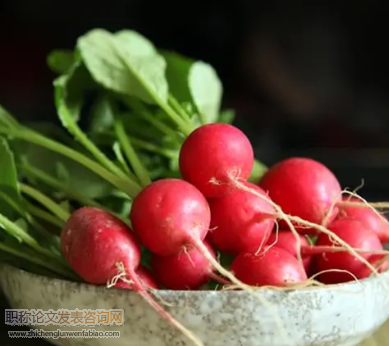 鲜食水果型萝卜优质种植技术研究