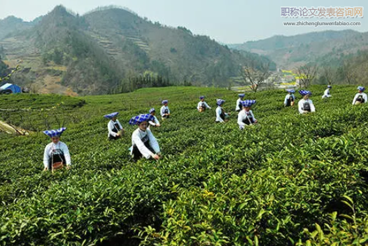 基于特色农业背景下的茶叶经济发展路径